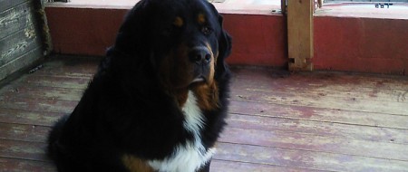 Vybíráme dovolenou, ale co s pejskem?